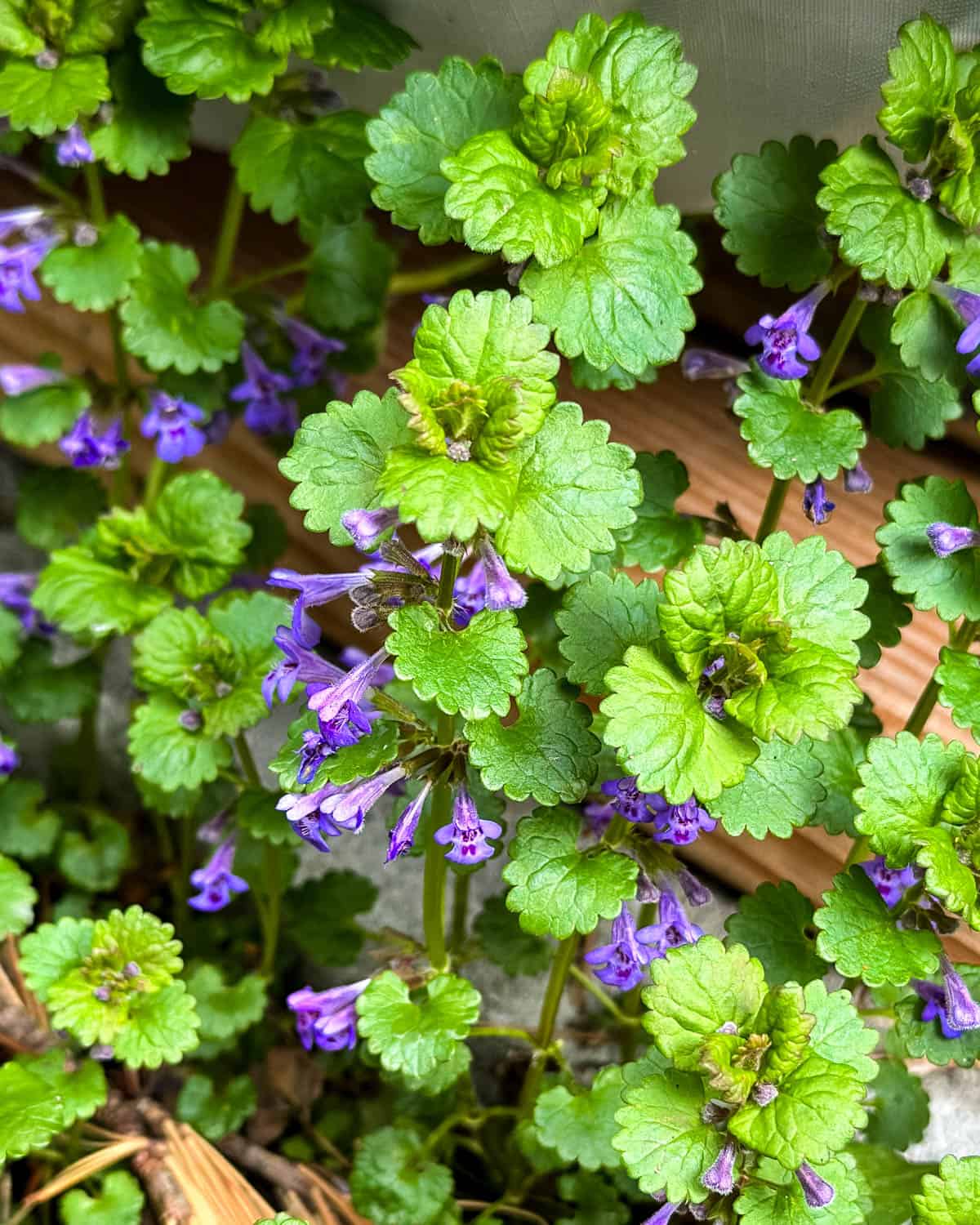 a patch of wild ground ivy with purple flowers