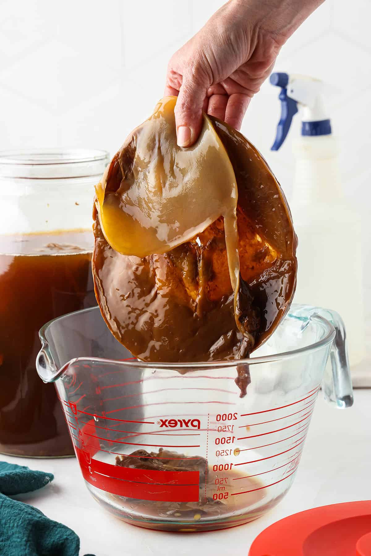 A hand holding a SCOBY up over a jar. 