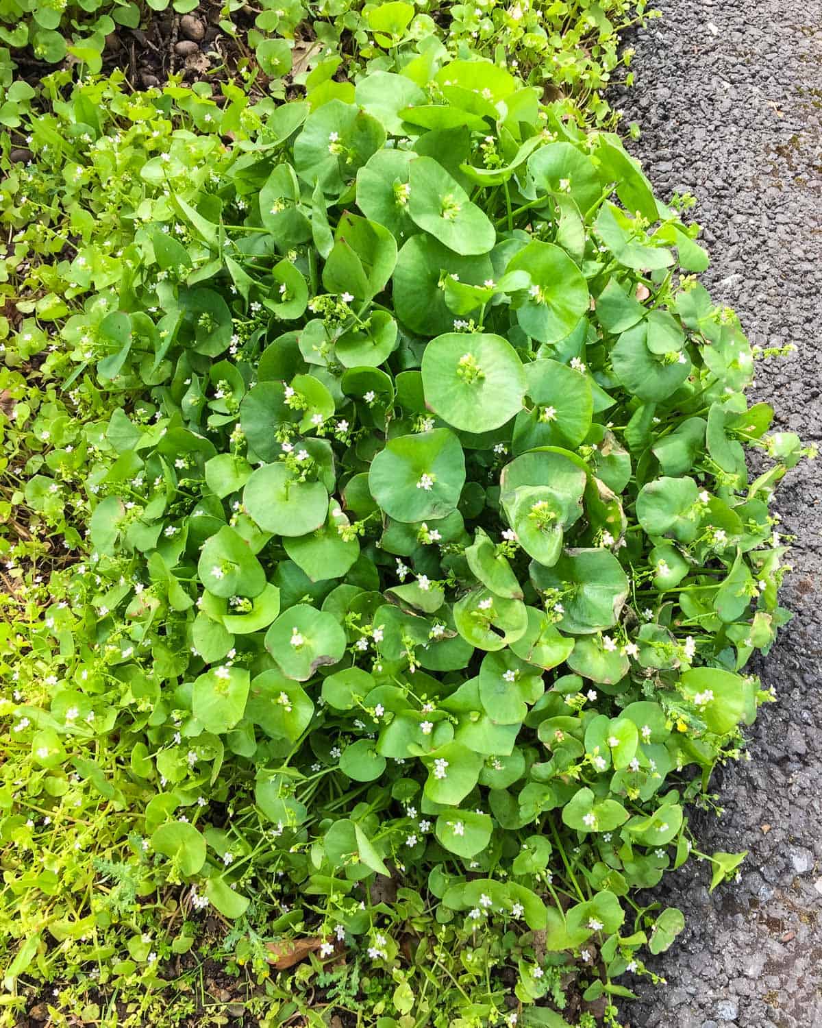 A cluster of miner's lettuce growing resiliently near a sidewalk.