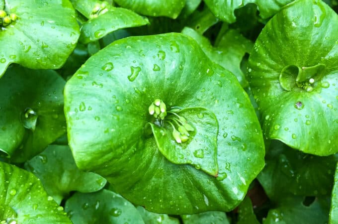 Miner's lettuce with rain drips on it, and a flower that isn't bloomed yet, top view.