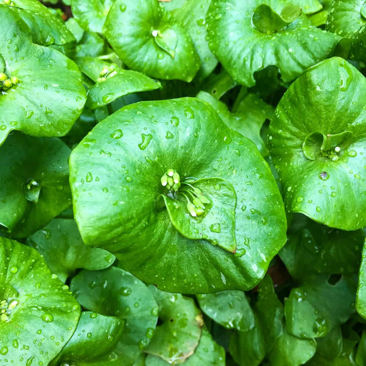 Miner's lettuce with rain drips on it, and a flower that isn't bloomed yet, top view. 