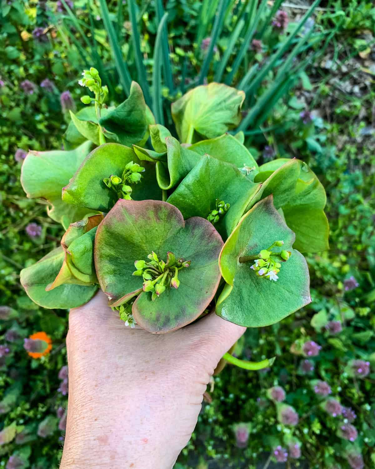 A bunch of miner's lettuce harvested in a hand. 