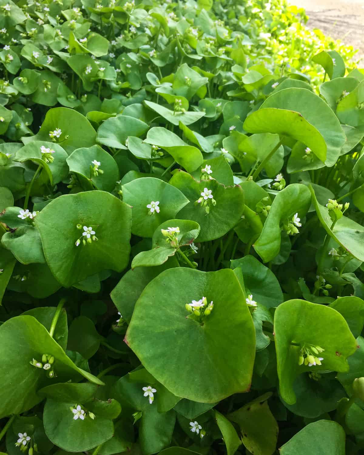 Miner's lettuce with small blooms beginning.