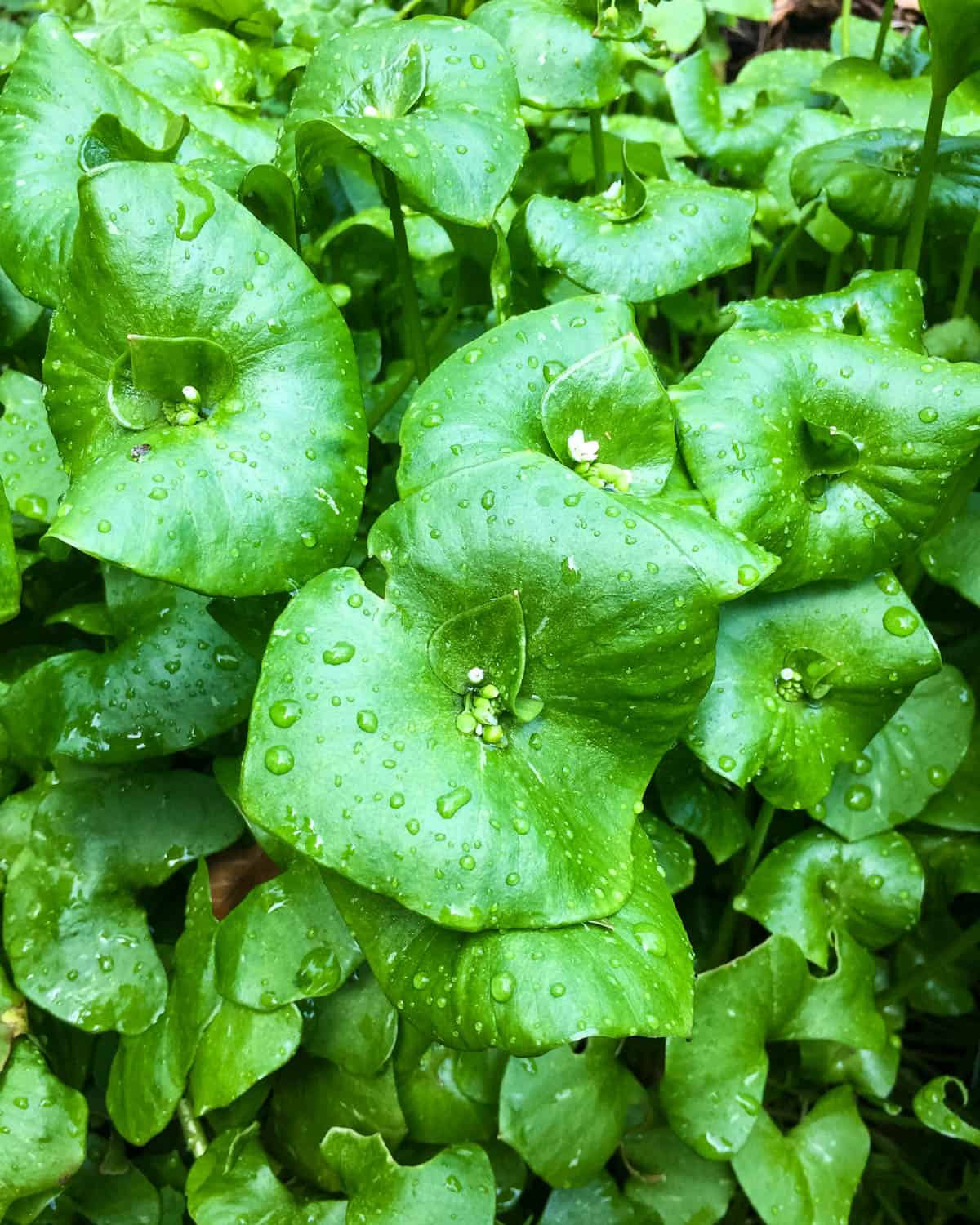 Miner's lettuce in rain, top view. 