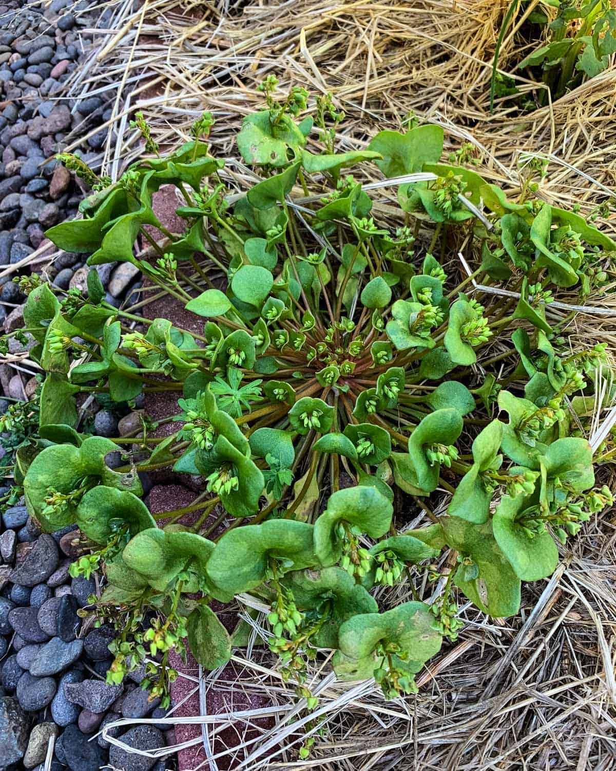 A patch of miner's lettuce showing the rosette shape. 