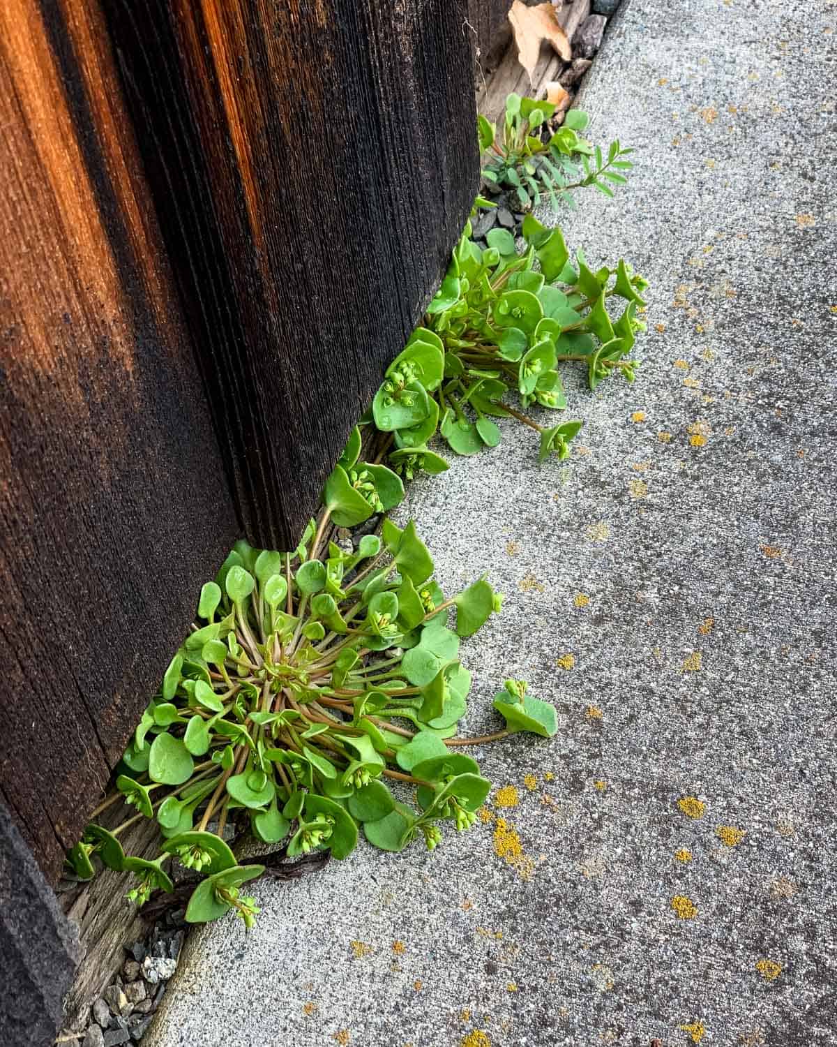 Miner's lettuce growing underneath a fence on a sidewalk. 