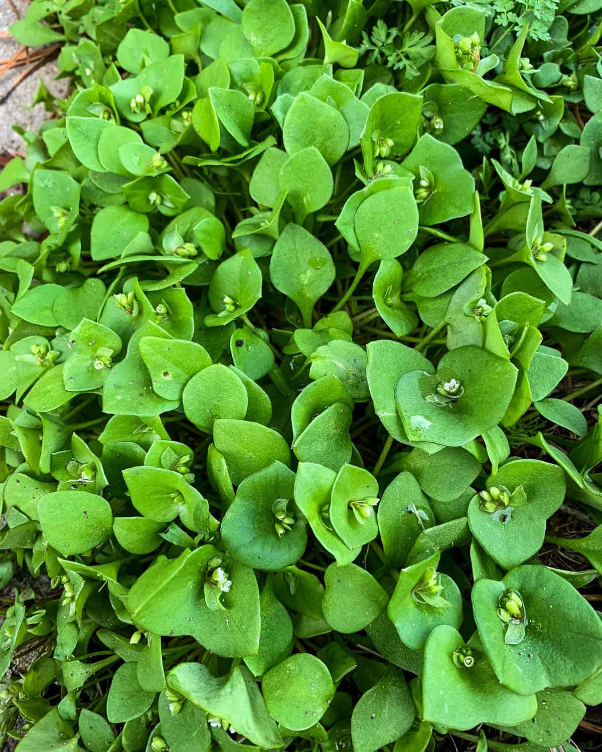 Young miner's lettuce growing in a patch outside. 