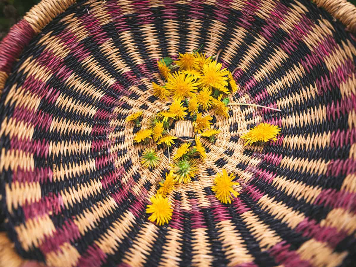 A basket with stripes of pink, natural, and dark weave holding fresh dandelion flowers. 