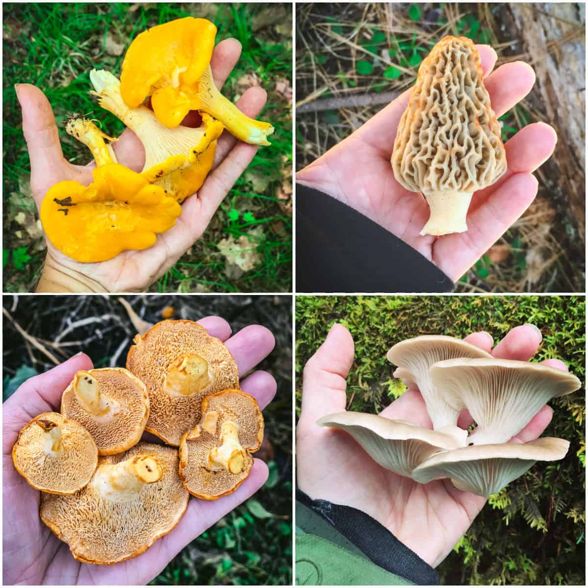 a collage of four edible wild mushrooms: chanterelle, morel, hedgehog, and oyster.