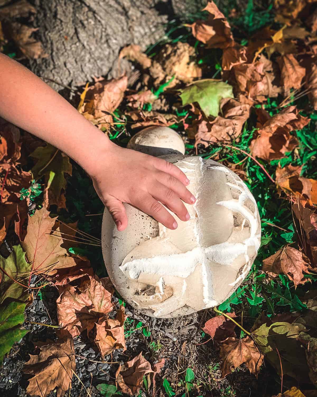 a child's hand next to a giant puffball mushroom