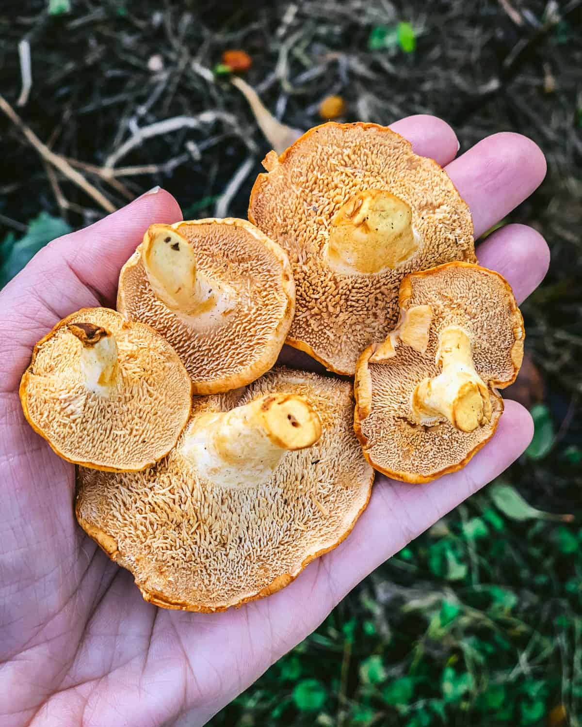 a hand holding five hedgehog mushrooms showing the spines on the underside of the cap