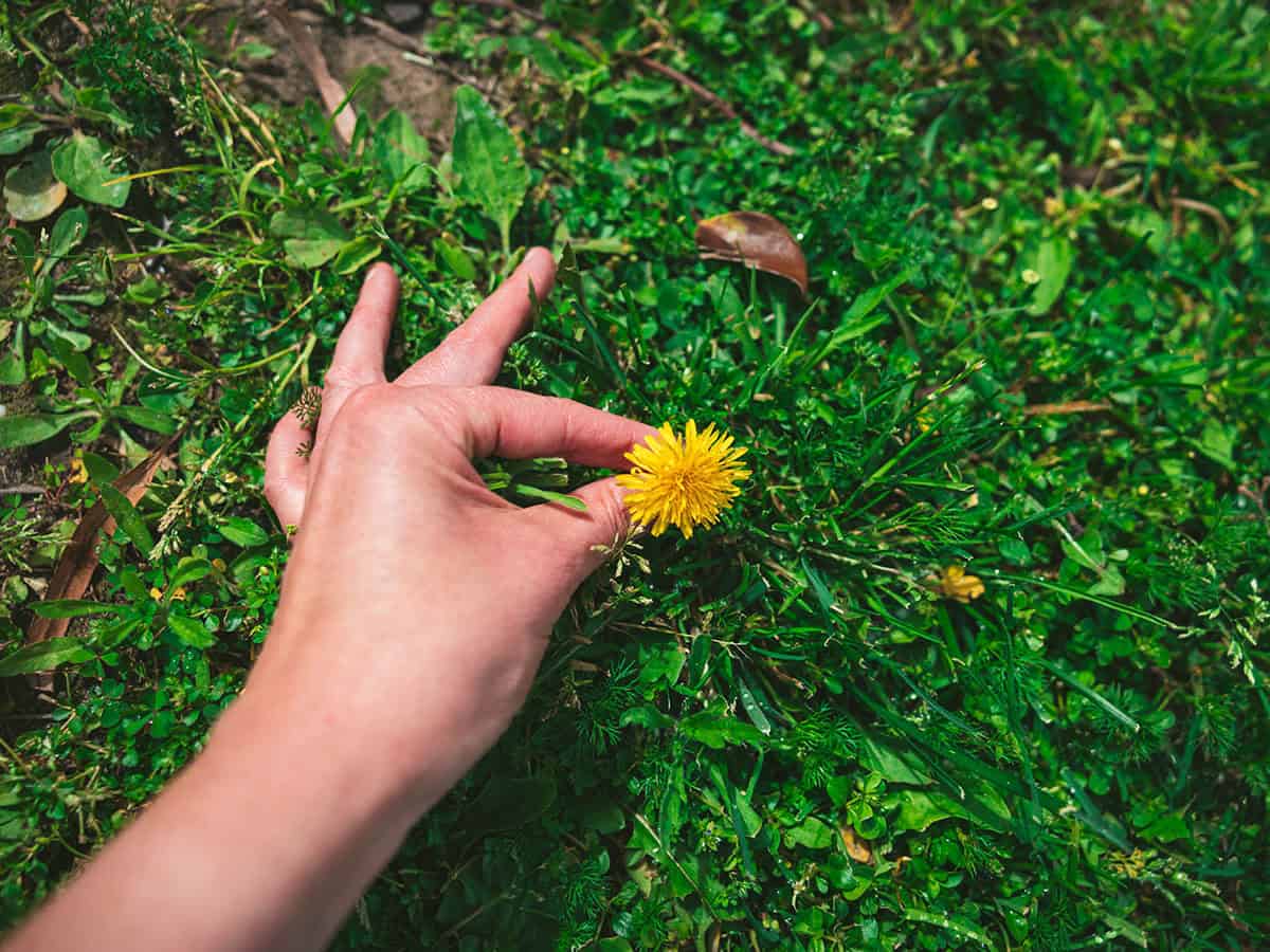 A hand picking a dandelion flower from green grass. 