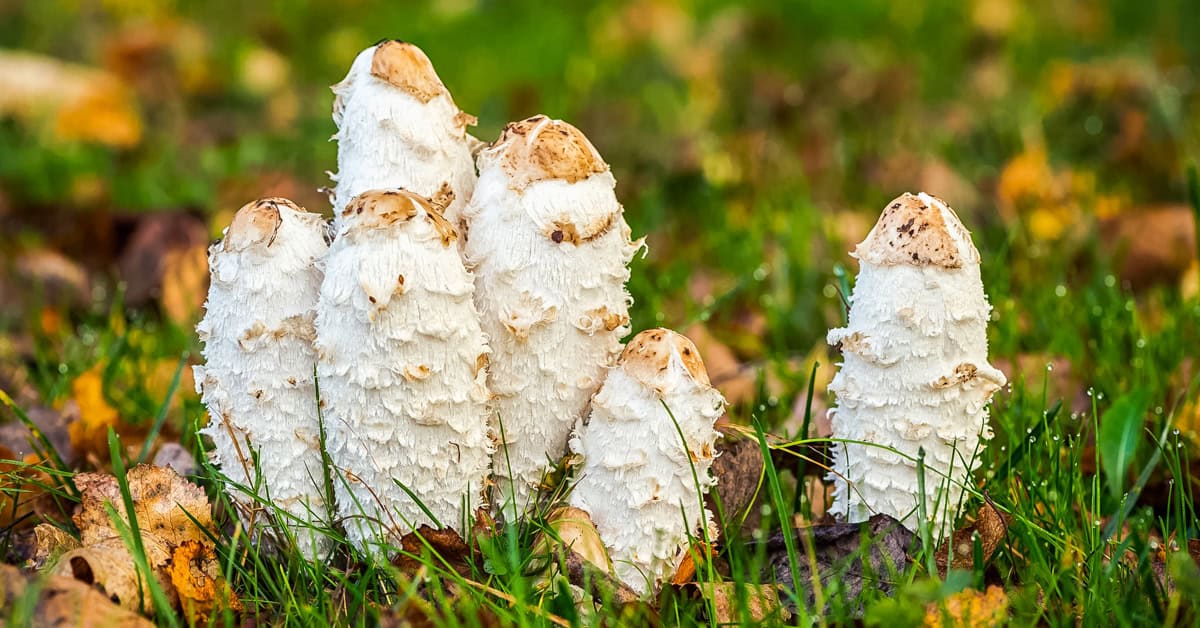 Foraging Shaggy Mane Mushrooms