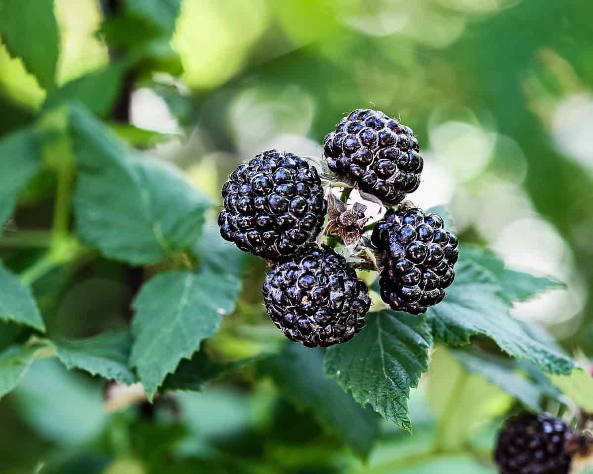 Black raspberries