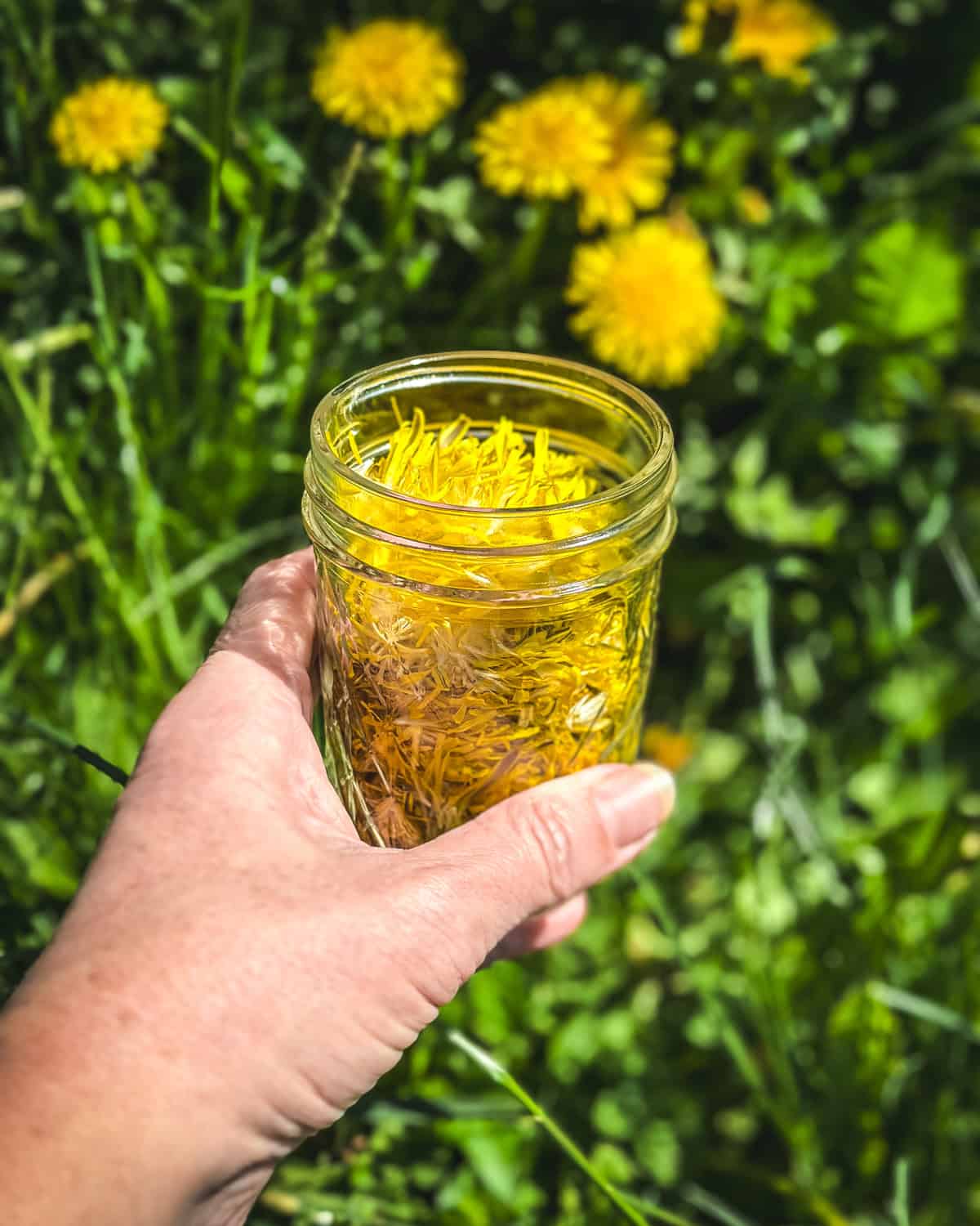 dandelion petals in a jar