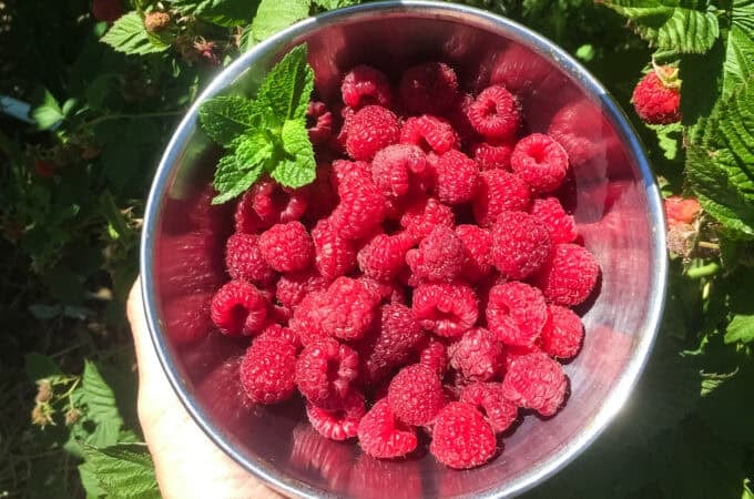 A bowl of raspberries
