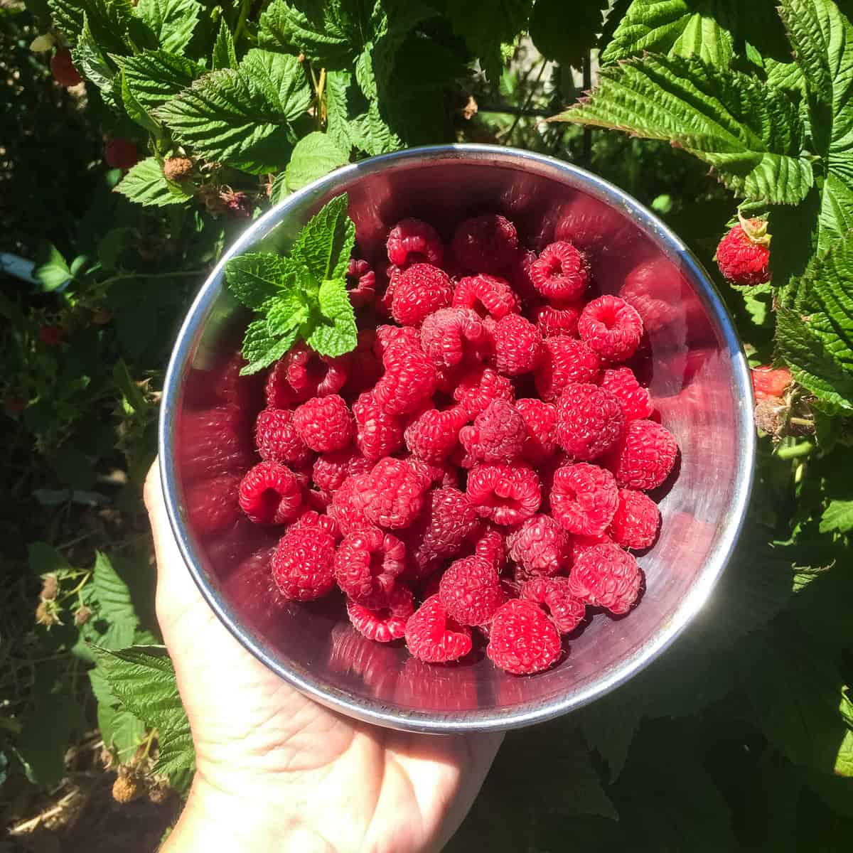 Did you know that you can use both raspberries and their leaves? Raspberries are an awesome edible and medicinal plant that is easy to grow and forage for! Learn everything you need to know about finding and foraging for raspberries, and what to do with their medicinal leaves. #foraging #wildcrafting #raspberries A bowl of raspberries