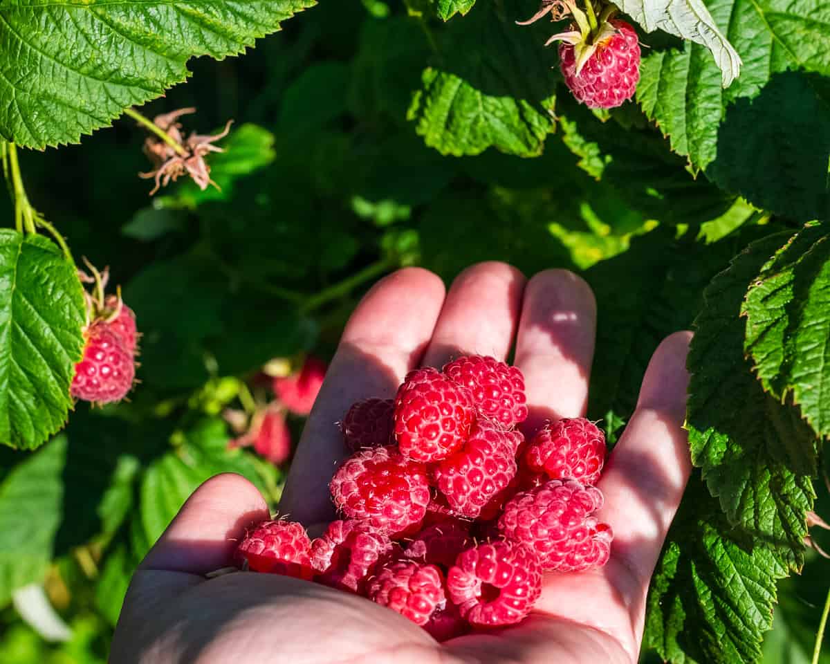 Raspberries in hand