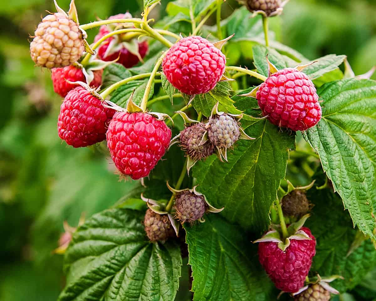 Wild raspberries 