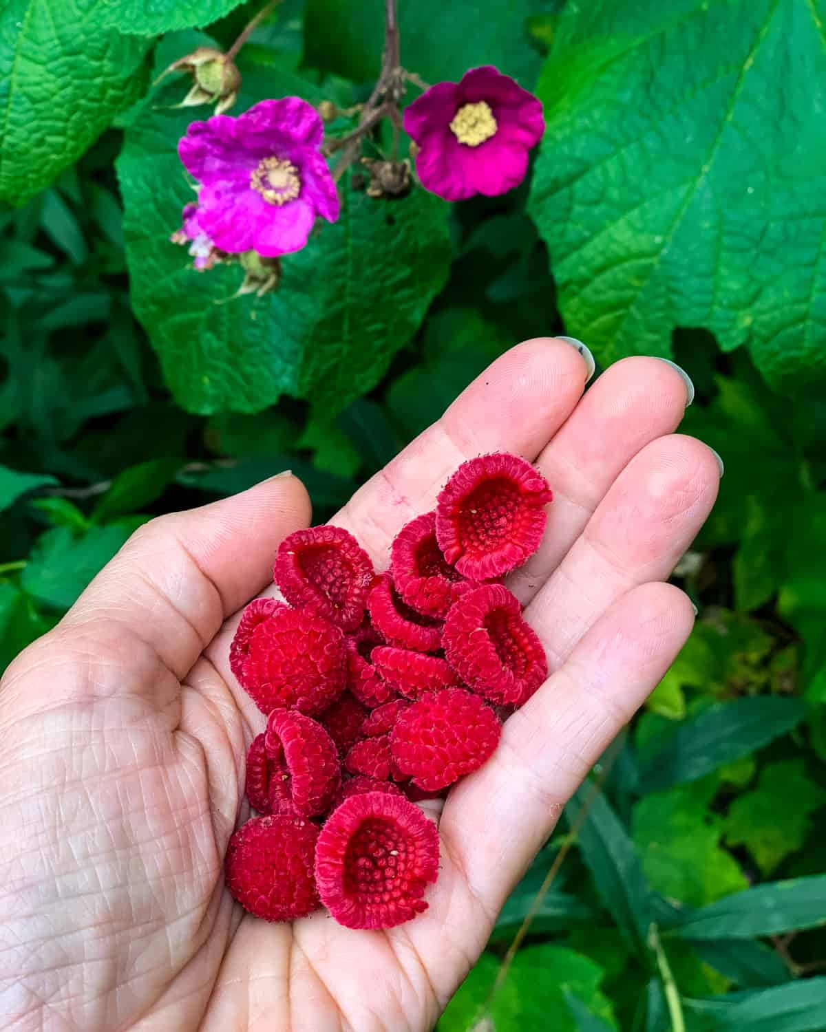 Thimbleberries