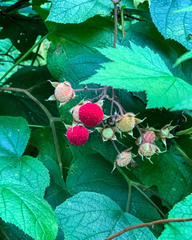 Foraging and Using Wild Raspberries and Their Leaves