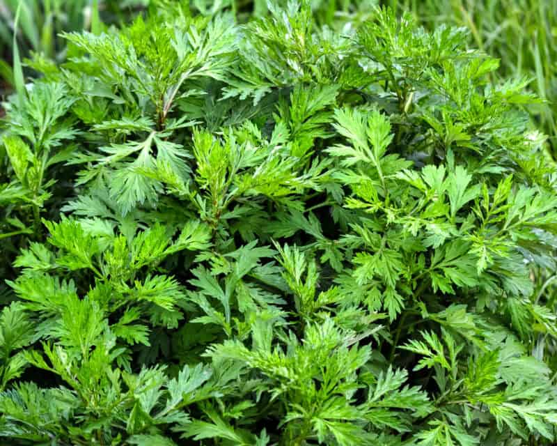 Mugwort