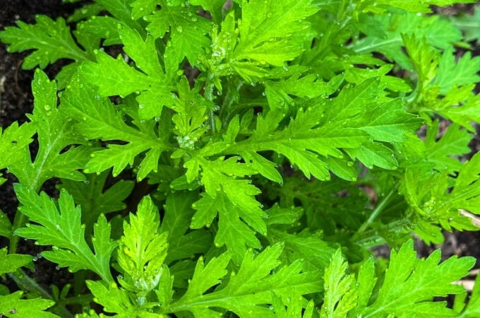 Mugwort