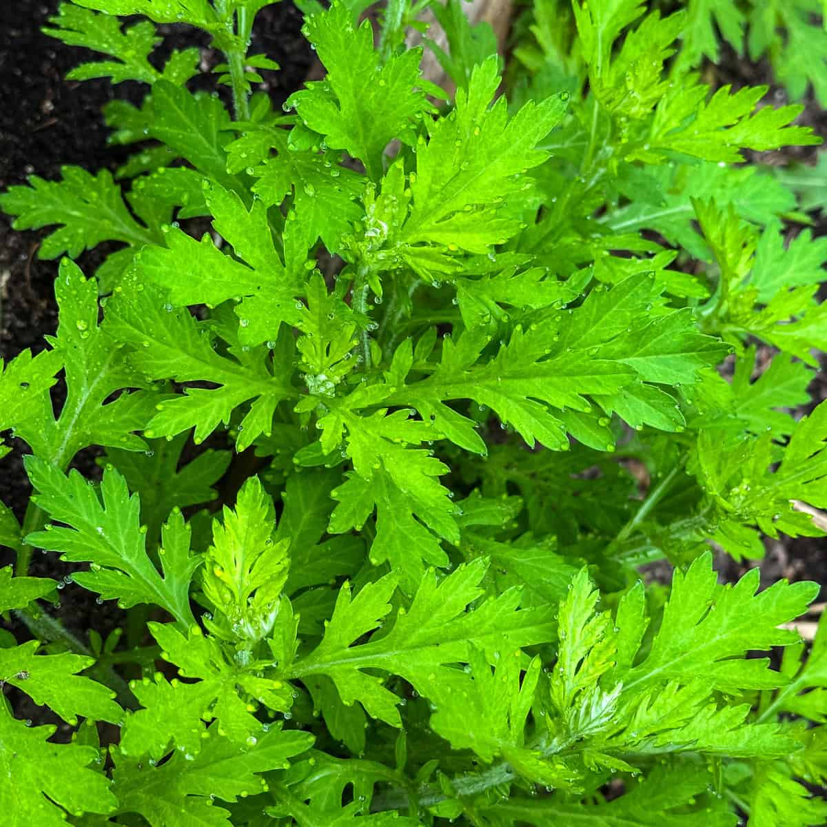 Mugwort is an edible and medicinal plant that has many uses. Foraging for mugwort is easy and fun, and it grows almost everywhere! Learn how to identify and forage for mugwort, plus all of its uses in your herbalism and natural medicine practice. Mugwort