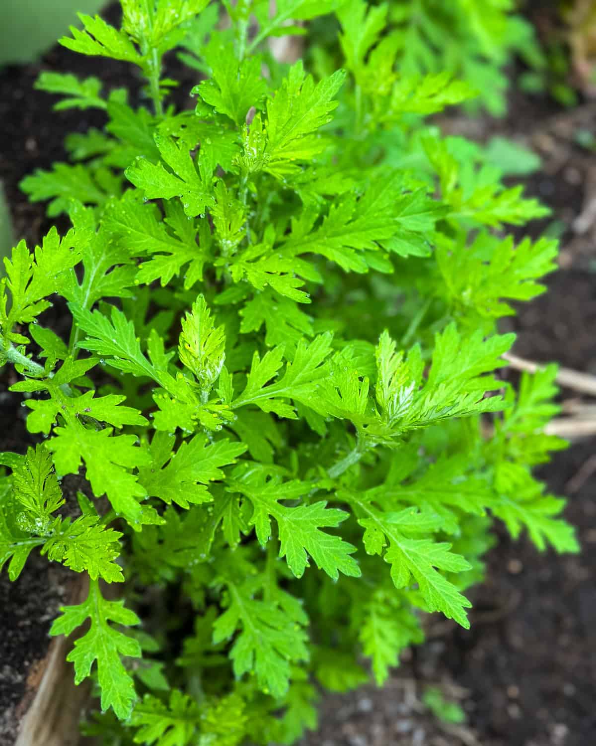 mugwort