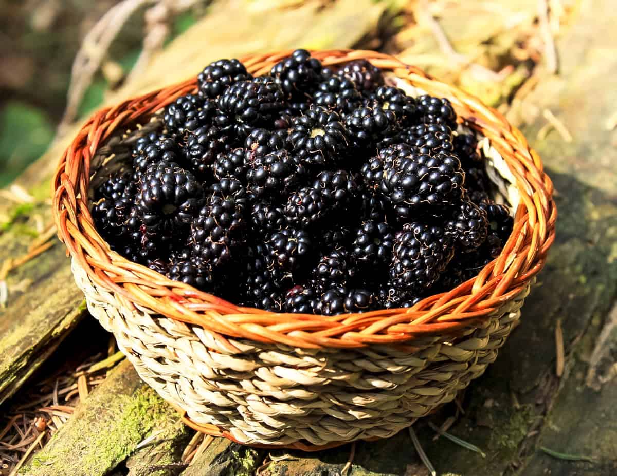 Blackberries in a basket