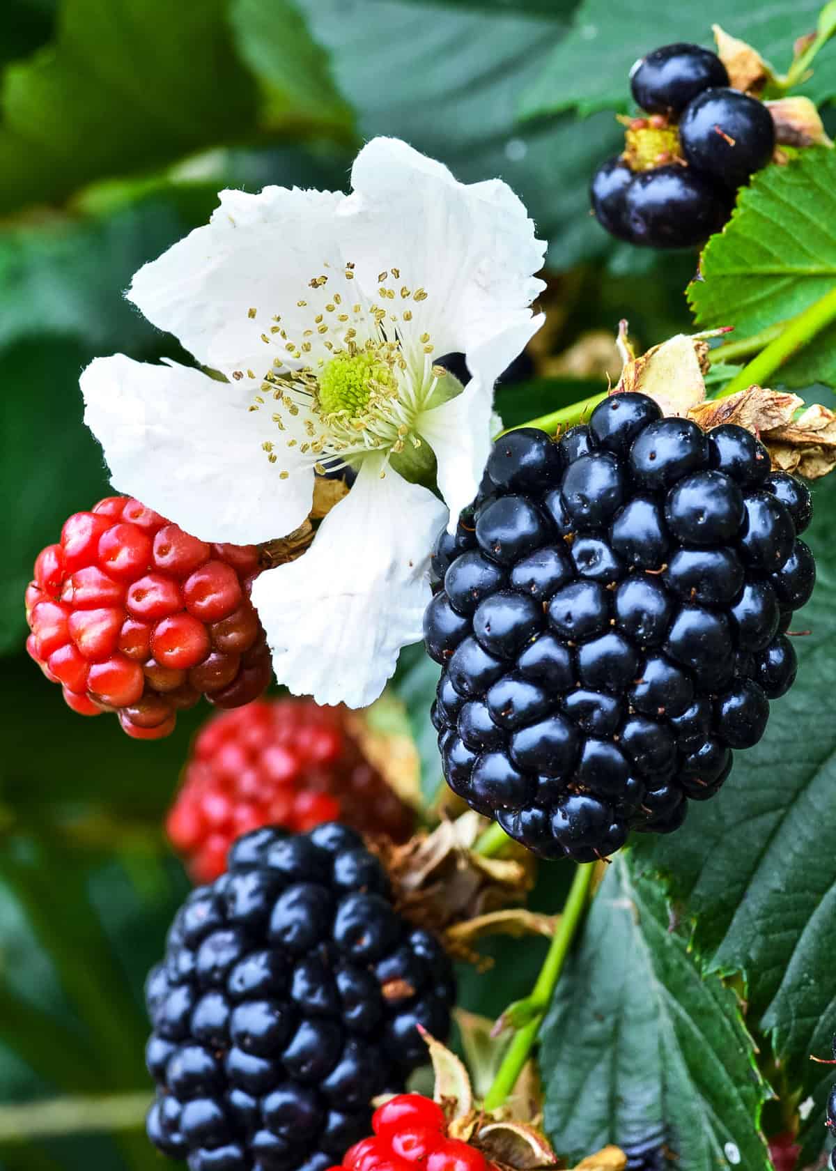 Blackberries with flower blooms.