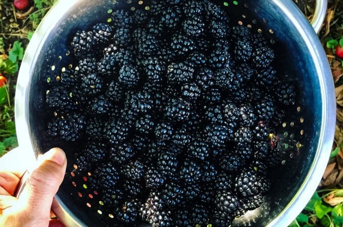 A colander of blackberries.