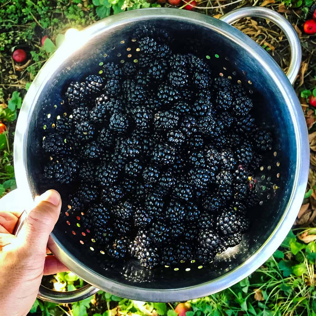A colander of blackberries.