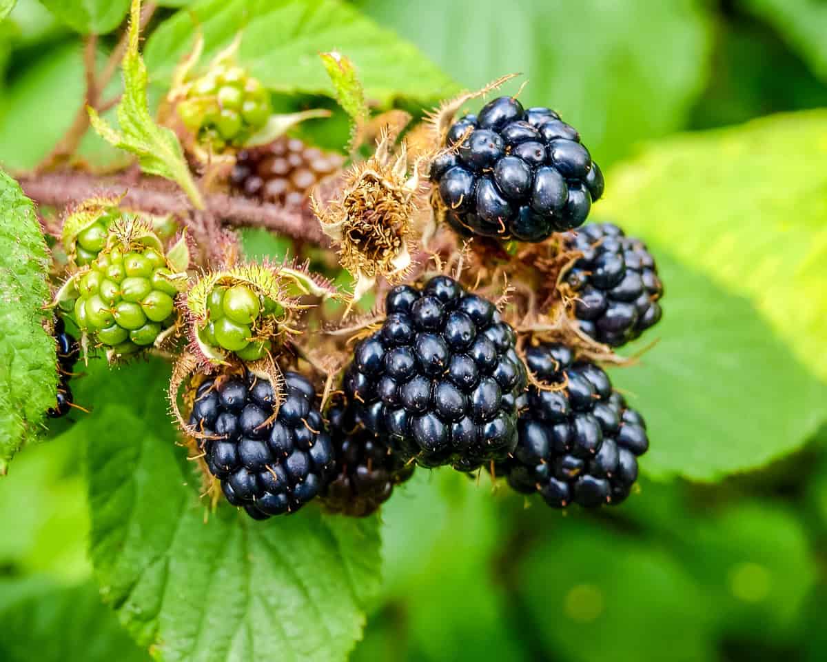 Ripe blackberries