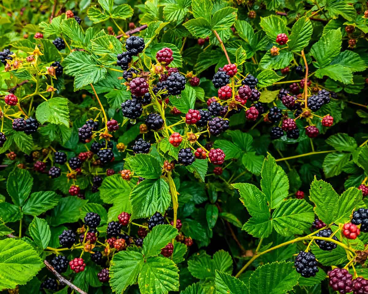 Wild blackberry bush. 