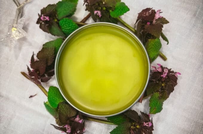 Purple dead nettle salve, top view.