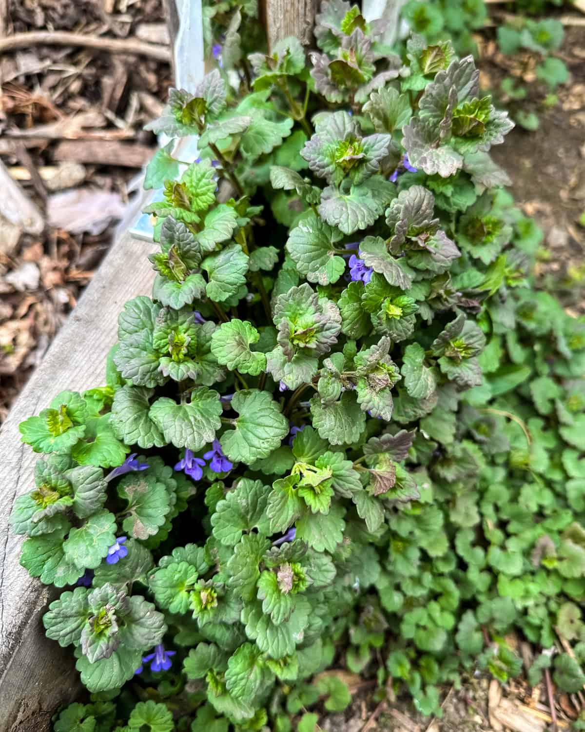 Ground ivy growing on a curbside