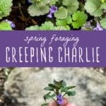foraging creeping charlie plant