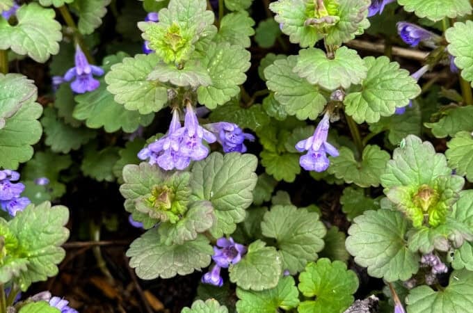 Ground ivy, close up