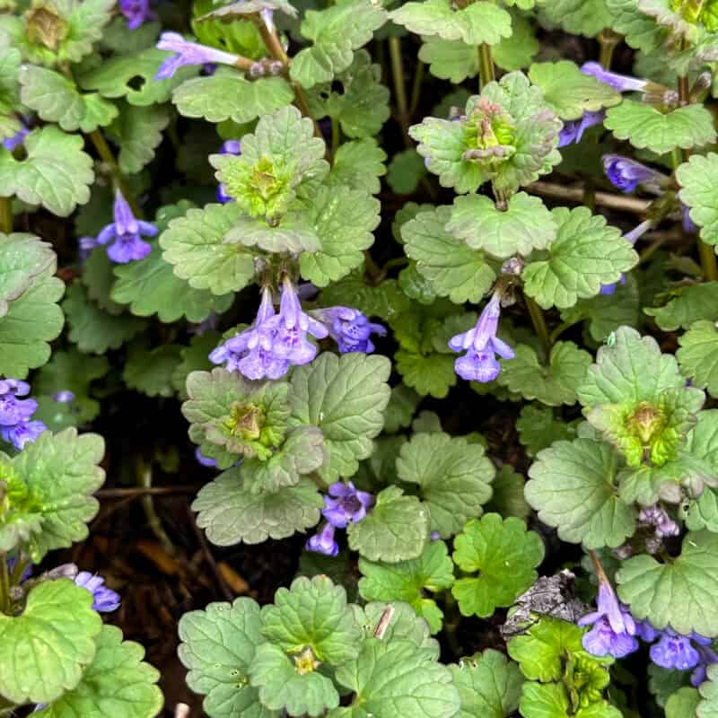 Ground ivy, close up
