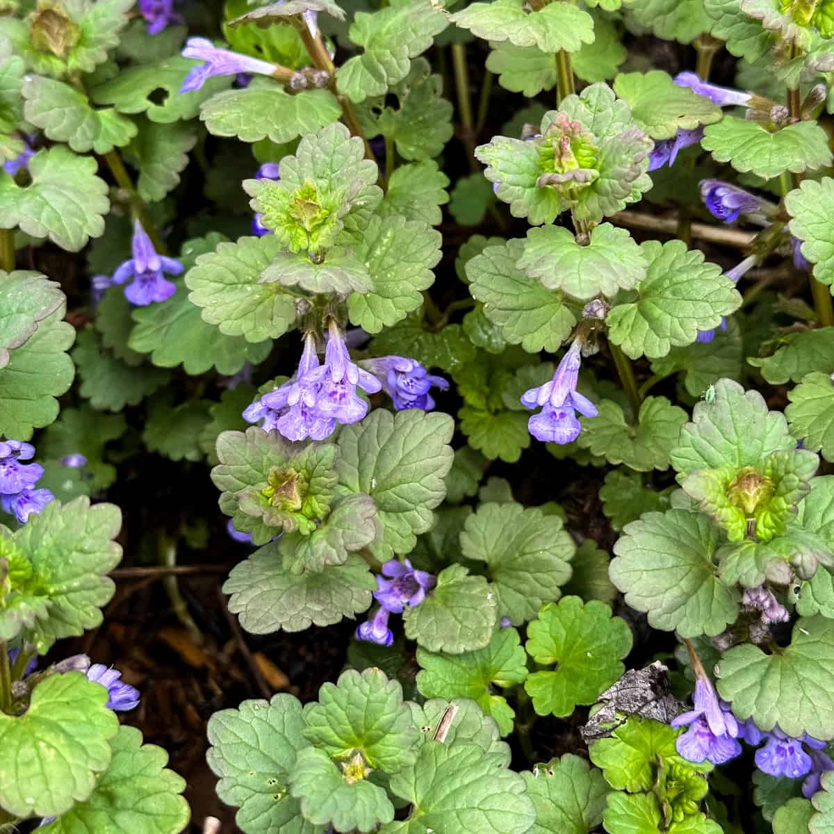 Ground ivy, close up