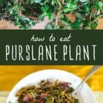 how to eat purslane plant