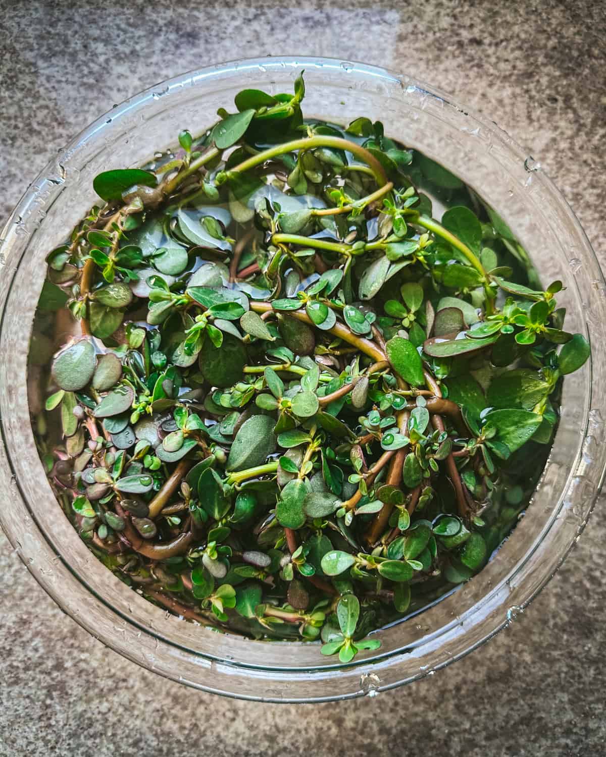 soaking purslane